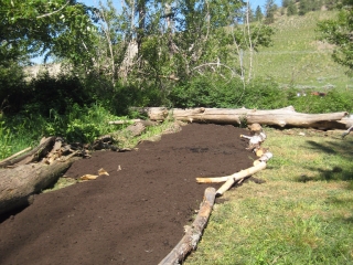 Milkweed Beds