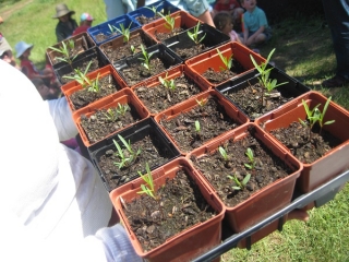 Milkweed Seedlings