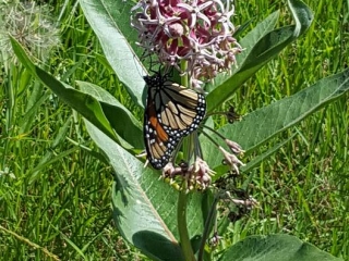 Monarch on Milkweed