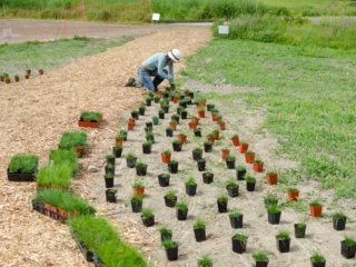 Planting at the Terra Nova Pollinator Meadow