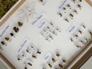Bee identification at Doors Open Richmond