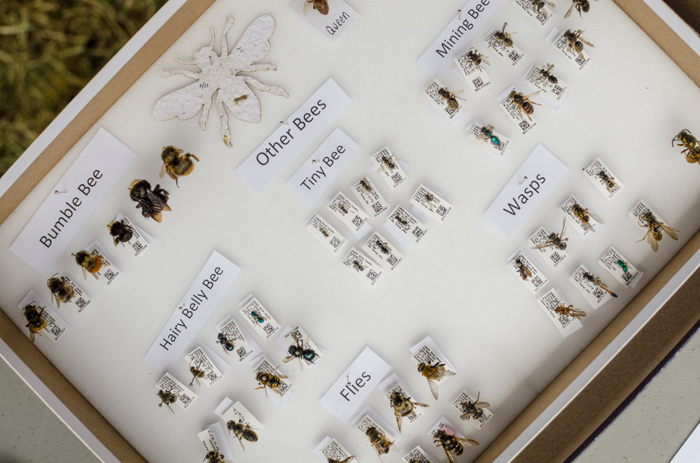 Bee identification at Doors Open Richmond