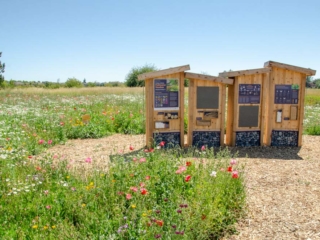 The pollinator apiary at the Terra Nova Pollinator Meadow